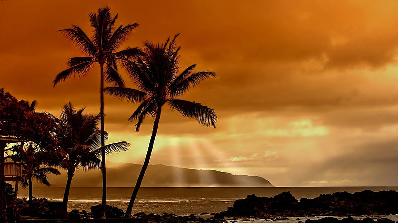 Palm Trees at Sunset, Sea, Beaches, Sky, Oceans, Palm Trees, Sunsets,  Nature, HD wallpaper | Peakpx