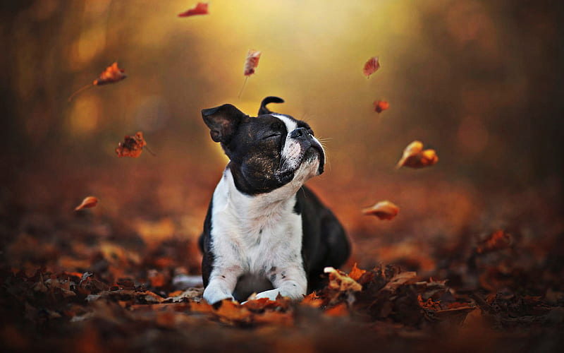 Boston Terrier, autumn, bokeh, dogs, dog in forest, cute animals, pets, Boston Terrier Dog, HD wallpaper
