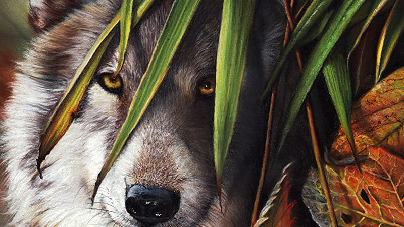 Fall Wolf, Firefox theme, leaves, autumn, wild, wolf, eyes, loup, HD wallpaper