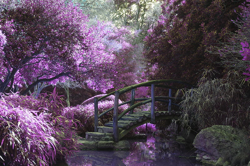 brown wooden footbridge surrounded by pink petaled flowers with creek underneath during daytime, HD wallpaper