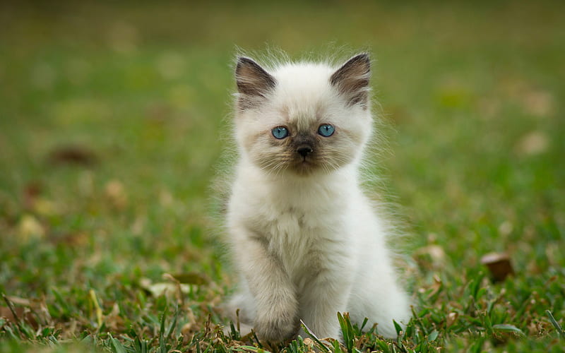Ragdoll kitten, denectic cat, lawn, cute animals, kitten, blue eyes, cats, pets, Ragdoll, HD wallpaper