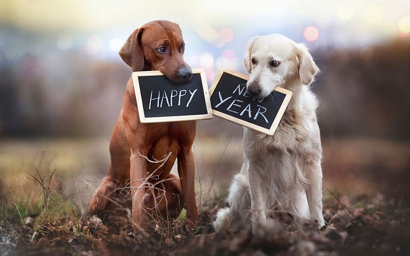 Happy New Year!, new year, couple, dog, animal, word, card, HD wallpaper