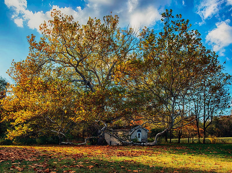 Beautiful Autumn Day, Big Old Tree, House Ultra, Seasons, Autumn, Nature, Landscape, Scenery, Fall, que, Nikon D800, Nikkor 24-70mm f/2.8, Valley Forge, 366 project, HD wallpaper