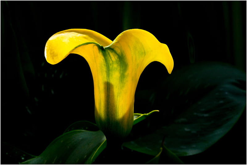 Perfect Me, calla lily, flower, yellow, beauty, nature, bulb, HD wallpaper