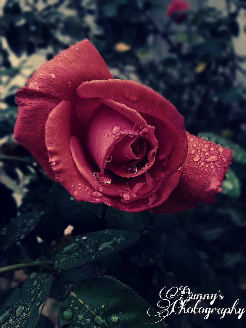 Rosa Roja Artes Del Conejito Dibujos Del Conejito Naturaleza Grafia Rosas Fondo De Pantalla Movil Hd Peakpx