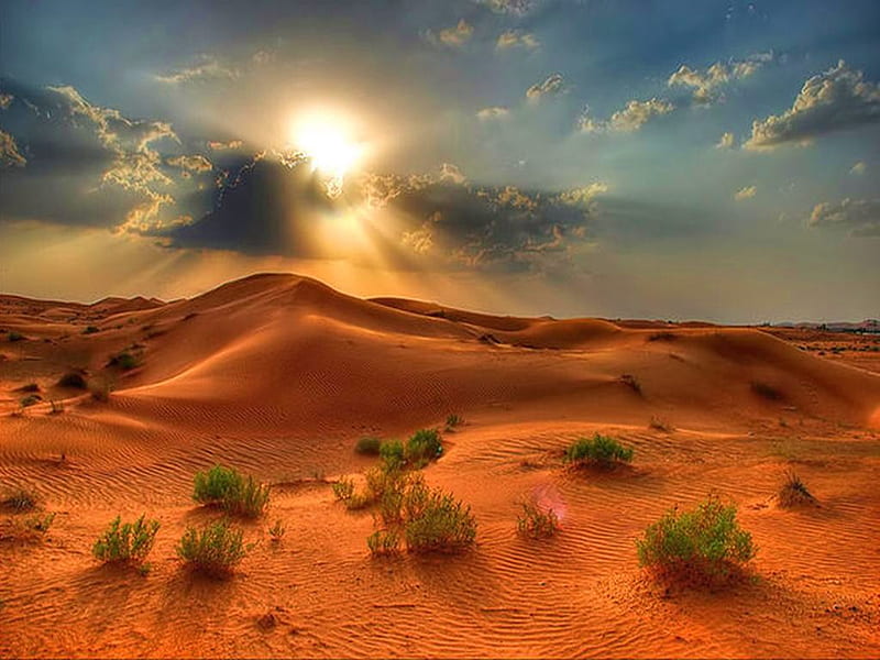 Desert drifts , drifts, desert, plants, golden, sunset, clouds, sky, sands, HD wallpaper