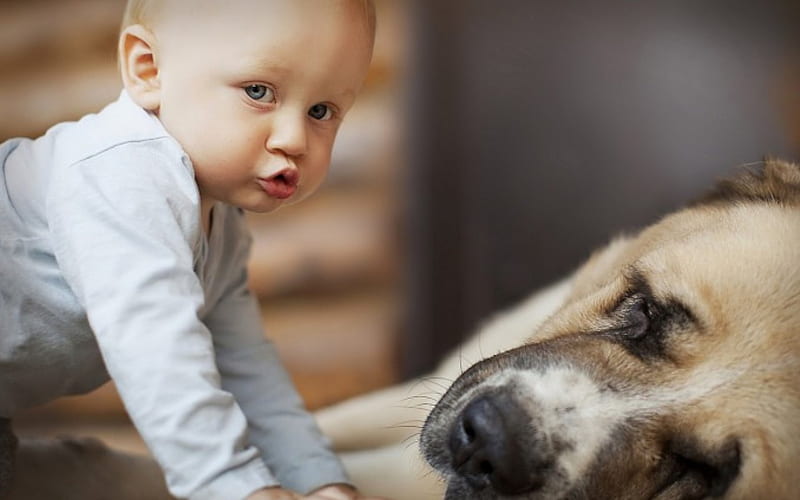 Dog and baby, pretty, lovely, playful dog, pay, playful, bonito, sweet, dog face, cute, puppies, bubbles, beauty, face, animals, dogs, puppy, HD wallpaper