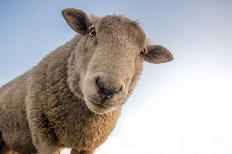 Sheep, fur, wool, animal, HD wallpaper