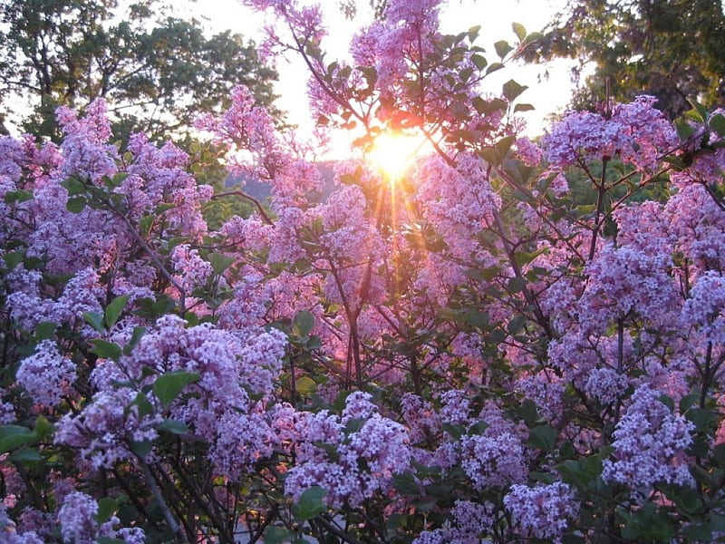 Lilacs at sunset., lilac, sun, purple, rays, flowers, garden, sunset, violet, HD wallpaper