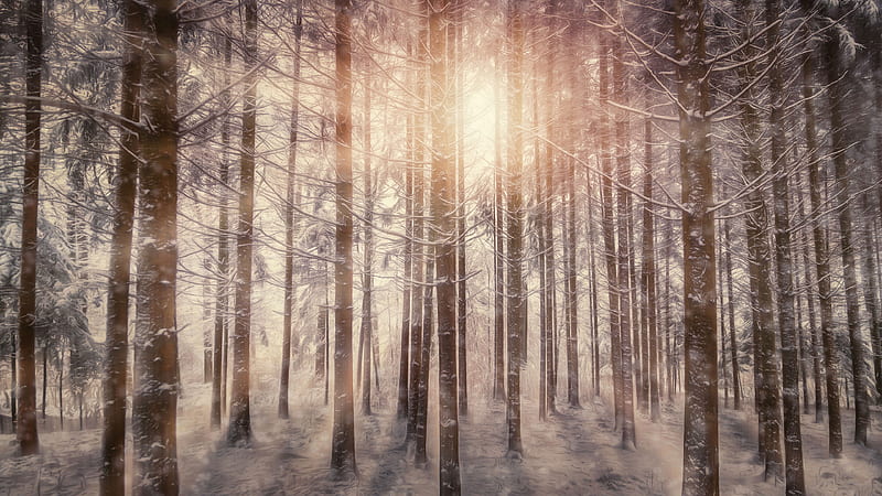 Sunbeams Snowy Trees, sunbeam, nature, snow, trees, HD wallpaper