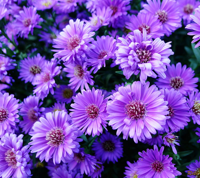 Flowers, nature, purple, HD wallpaper