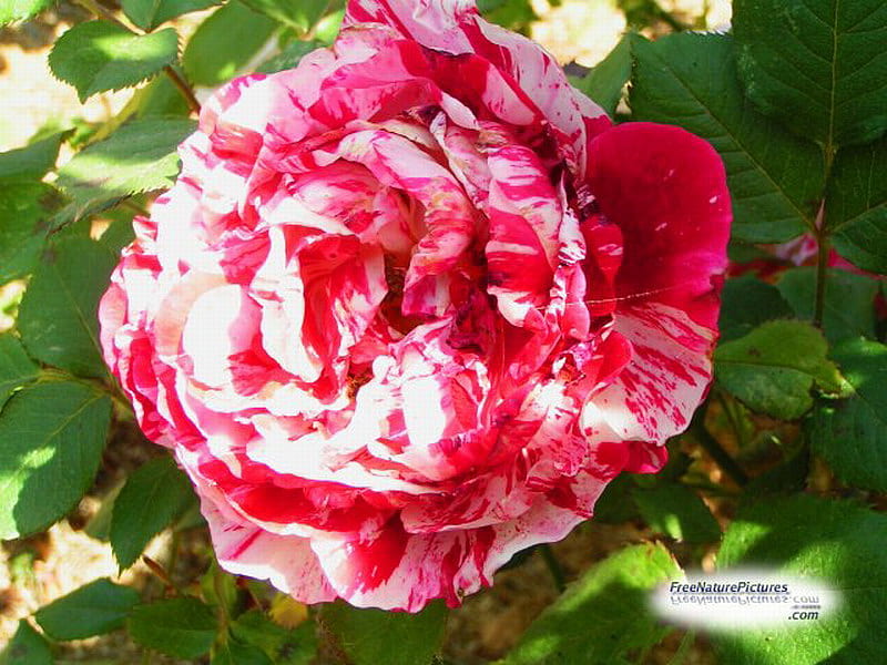 VARIEGATED ROSE, flower, red, white, rose, HD wallpaper