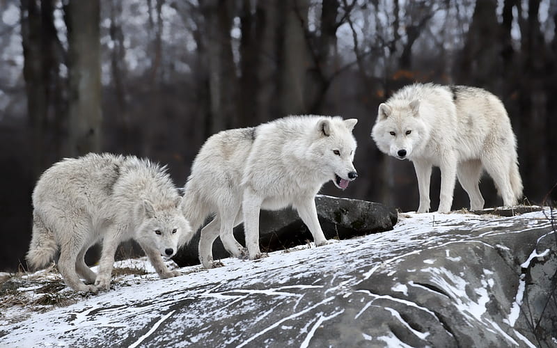 wolf, Wildlife, Animals, Snow / and Mobile Background, Dual Monitor Wolf, HD wallpaper