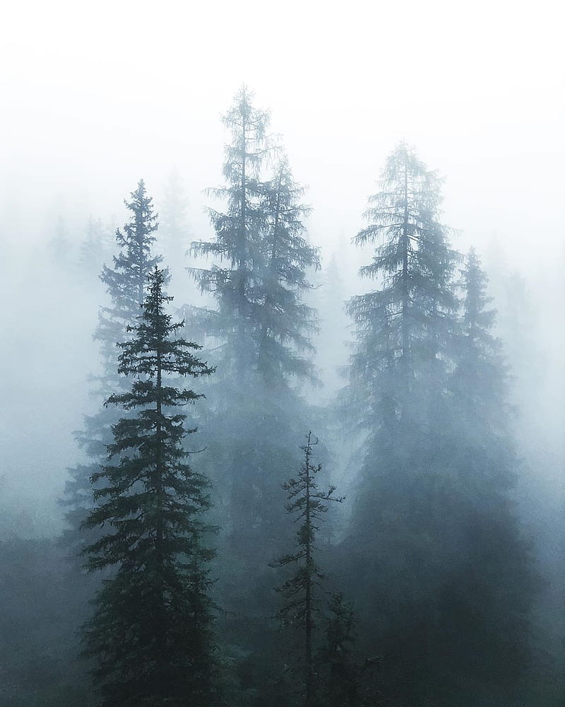 Pine trees in mist, fog, forest, winter, HD phone wallpaper