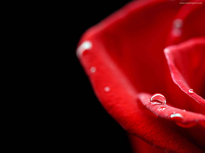 Raindrop on a red rose, red, raindrop, rose, dark, flower, black, HD wallpaper
