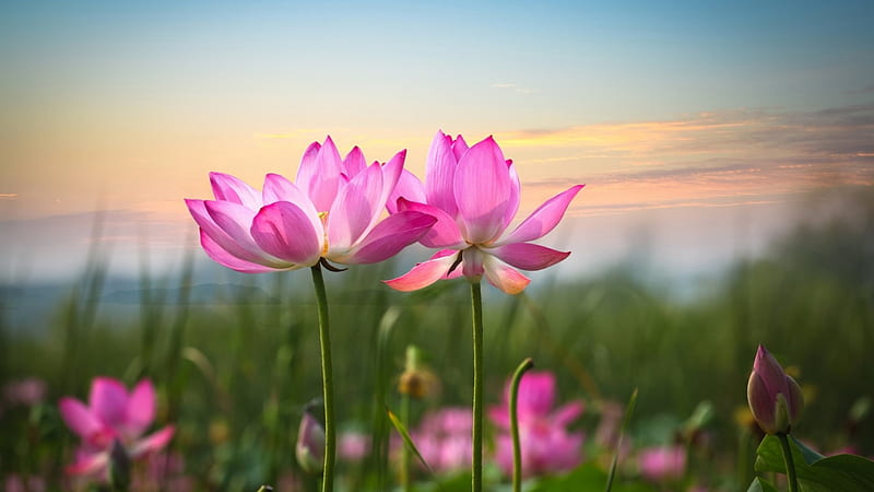 Hermosas flores de loto al atardecer, estanque, cielo, pétalos, verano,  Fondo de pantalla HD | Peakpx