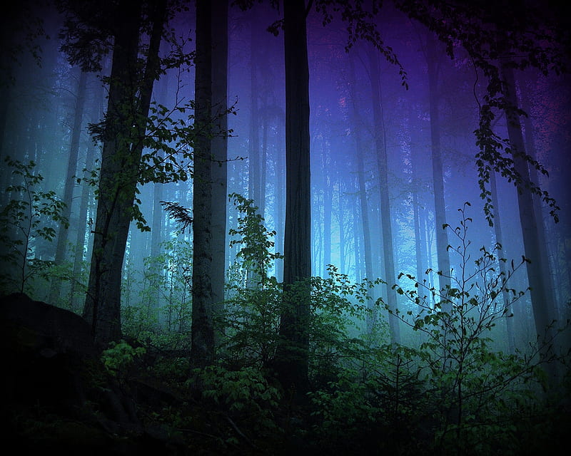 1920x1080px, 1080P free download | Dark forest, dark, forest, grass ...