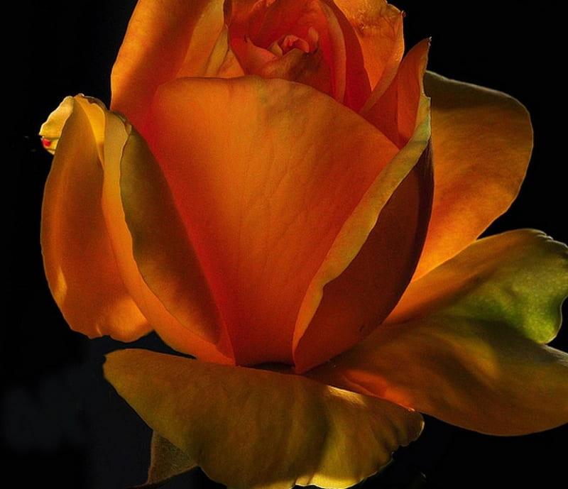 Single Red Rose, beauty, petals, delicate, tender, HD wallpaper