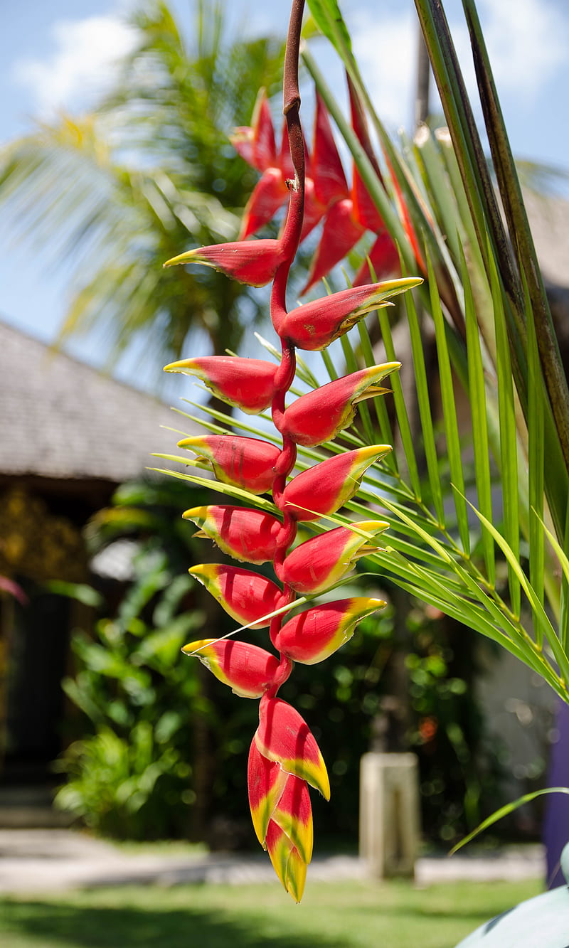 Flor de bali, exótica, flores exóticas, flores indonesias, flores rojas,  Fondo de pantalla de teléfono HD | Peakpx