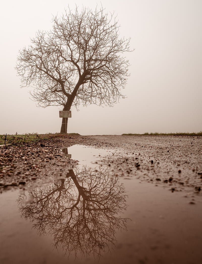 tree, puddle, fog, reflection, wet, HD phone wallpaper