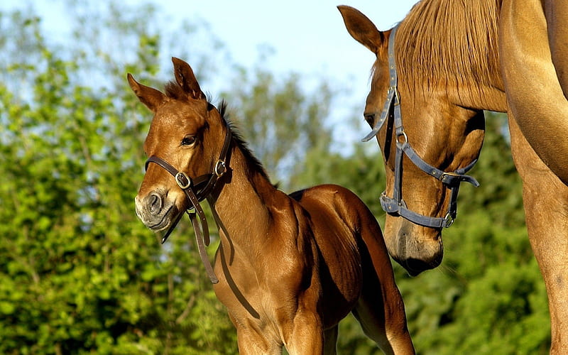 Mother And Baby, Baby, Brown, Filly, Mother, Horses, Mare, HD wallpaper