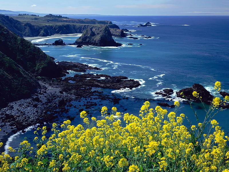 Untitled , california, cali, mendocino county, wildflowers, pacific coastline, HD wallpaper