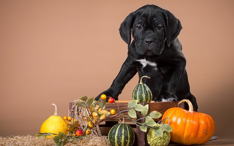 Puppy, autumn, orange, halloween, black, yellow, animal, cute, green, pumpkin, cane corso, dog, HD wallpaper
