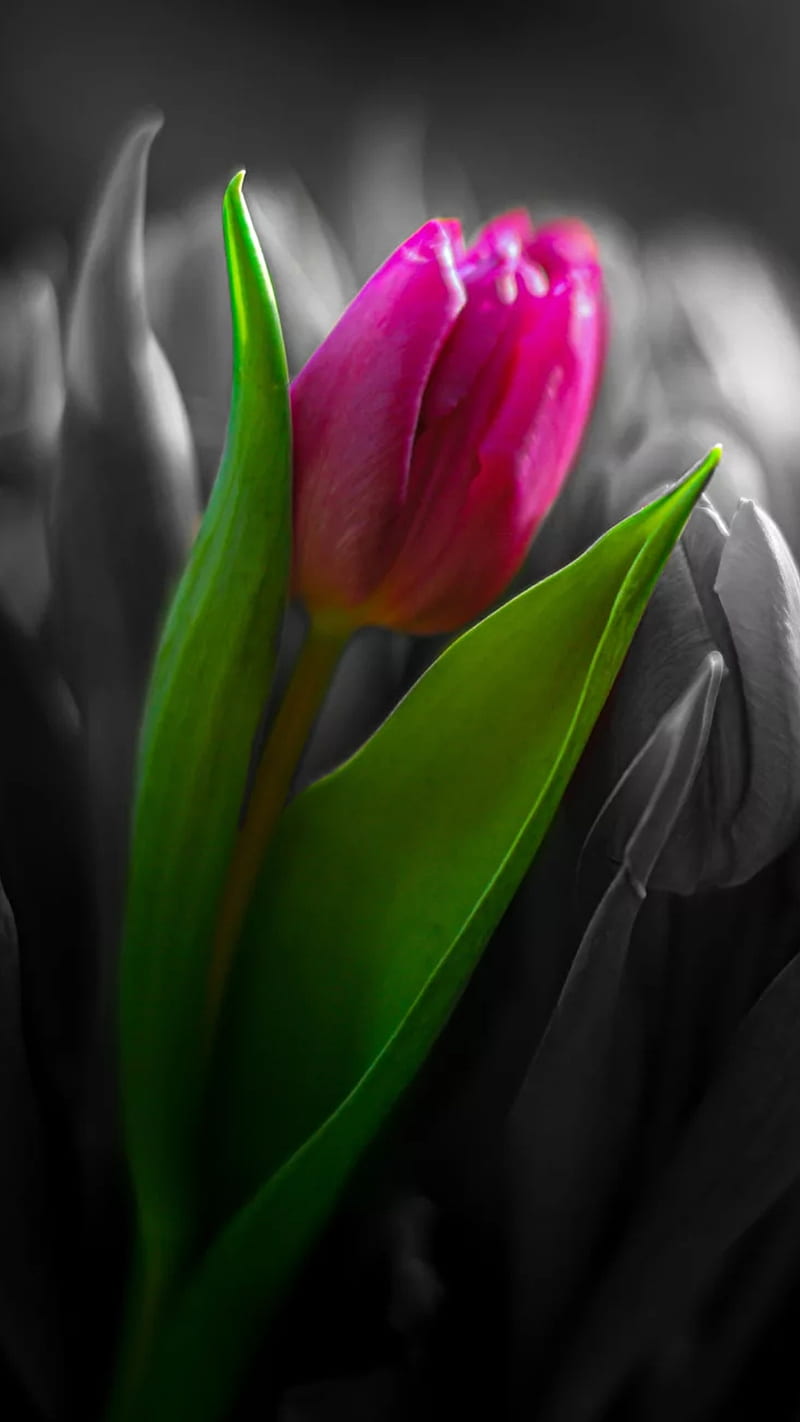 Pink tulip, black and white, black and white, bw, green, green leaves, nature, tulips, HD phone wallpaper