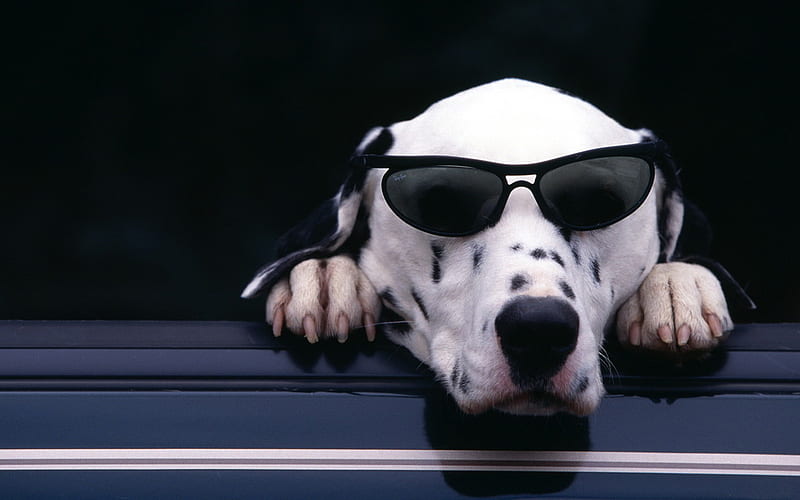 Dog with glasses, glass, animal, puppy, dog, HD wallpaper