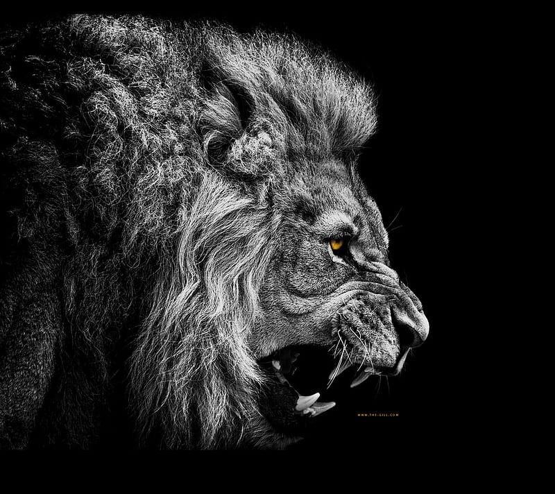 Lion - No Fear, animals, HD wallpaper