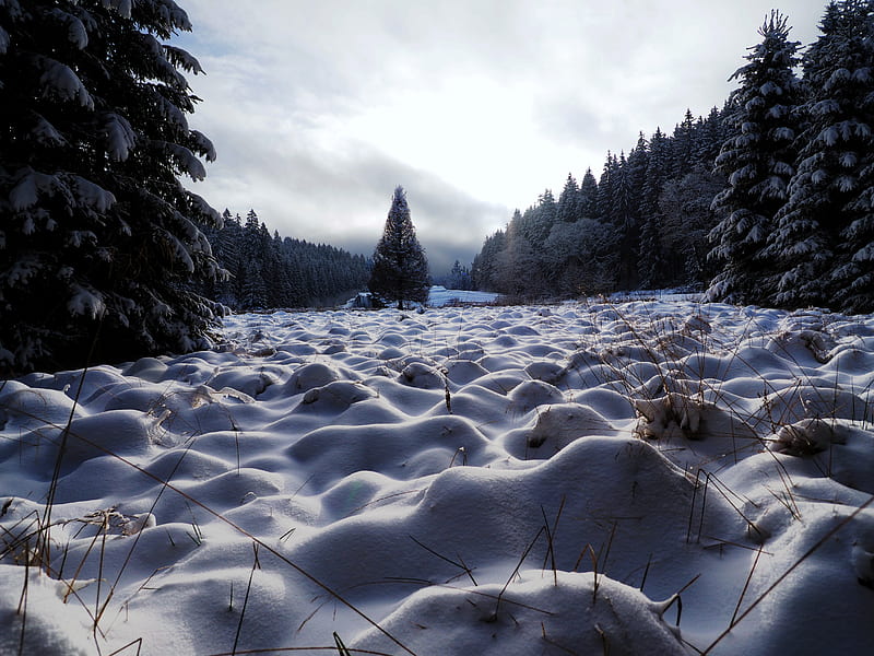field, trees, snow, winter, nature, HD wallpaper