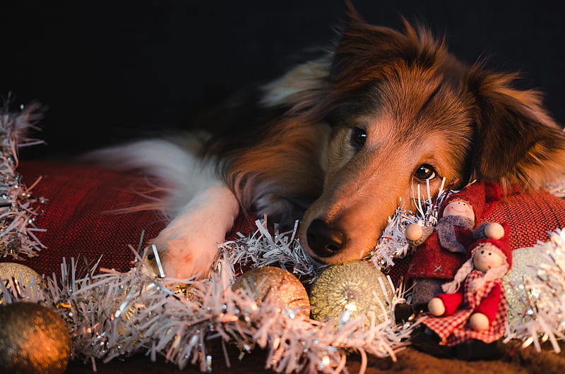 Dogs, Shetland Sheepdog, Christmas Ornaments, Dog, Pet, HD wallpaper