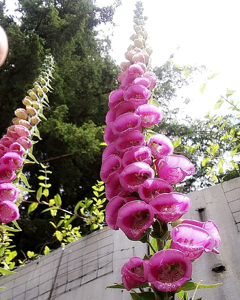 HD foxgloves wallpapers | Peakpx