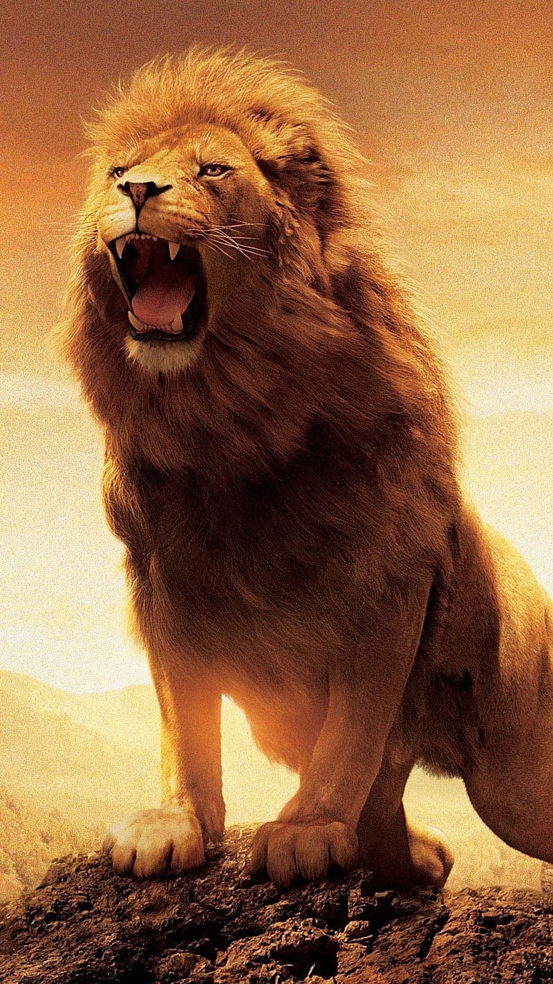Angry Lion, Roaring, wild, animal, king, HD phone wallpaper