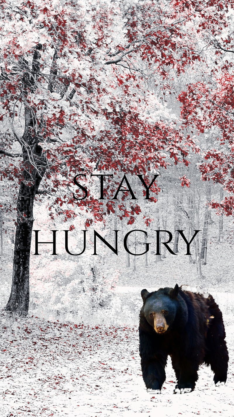 Stay Hungry, stayhungry, stevejobs, jobs, words, wisdom, winter, bear, grizzly, black, HD phone wallpaper