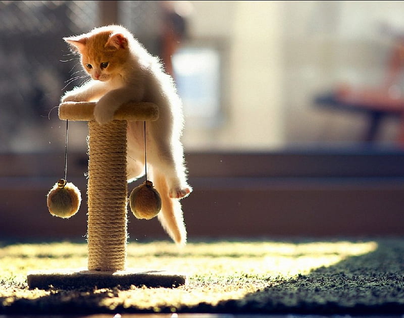 playing kitty playing, lovely, kitty, cat, cute, cool, funny, kitten, cats, animals, HD wallpaper