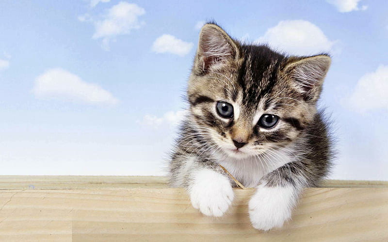 hang in there, cute, fun, cats, animals, HD wallpaper