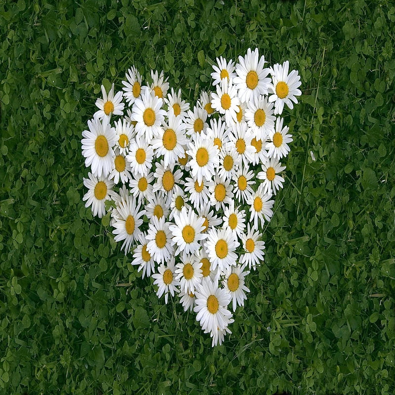 White daisy of luv, bonito, cute, look, nice, HD phone wallpaper