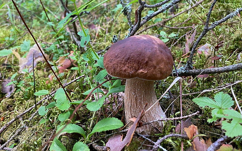 Mushroom, Latvia, boletus, nature, moss, HD wallpaper