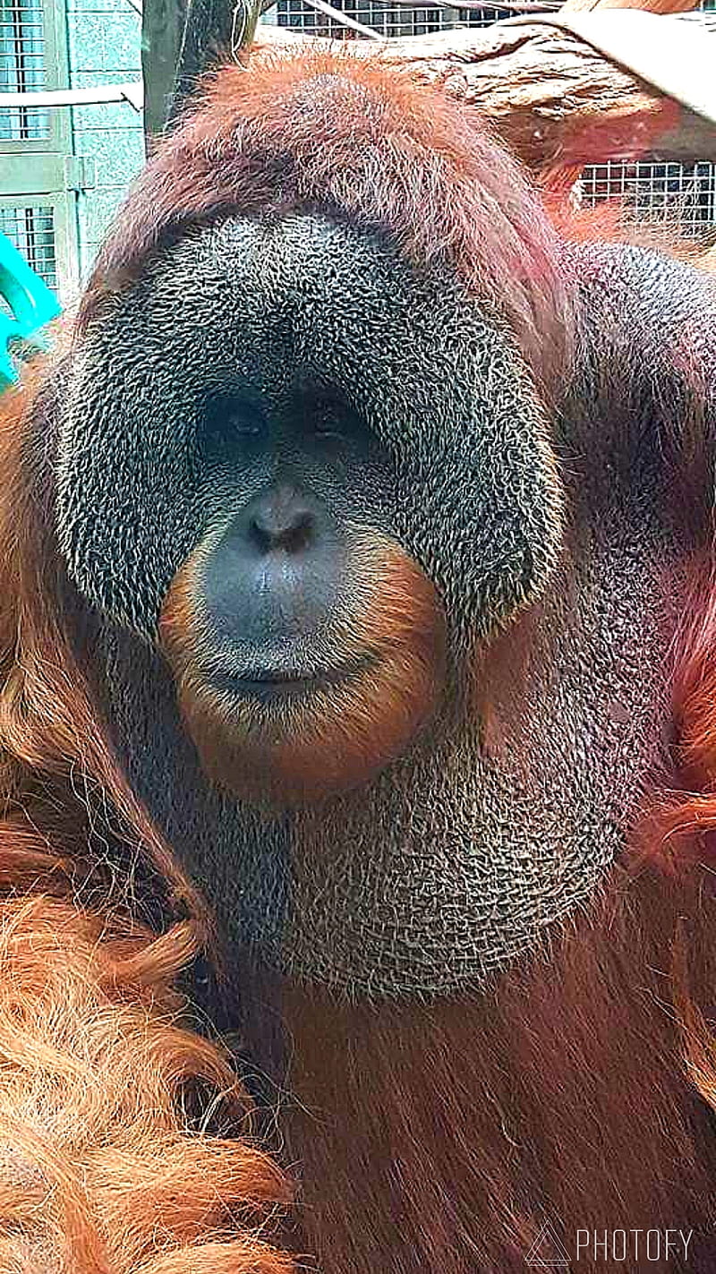 orangutan, monkey, HD phone wallpaper