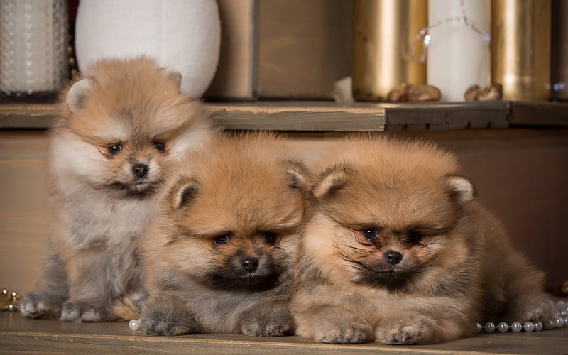 puppies, pomeranian, cute dog, trio of puppies, pets, HD wallpaper
