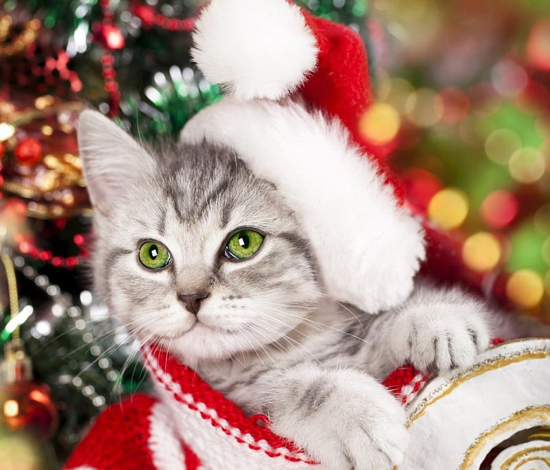 Cute Holidays, Christmas, cute, cat, hat, HD wallpaper | Peakpx