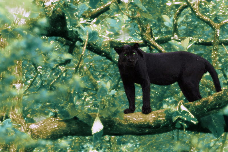 Pantera negra, gato, puma, pantera, animal, naturaleza, Fondo de pantalla  HD | Peakpx