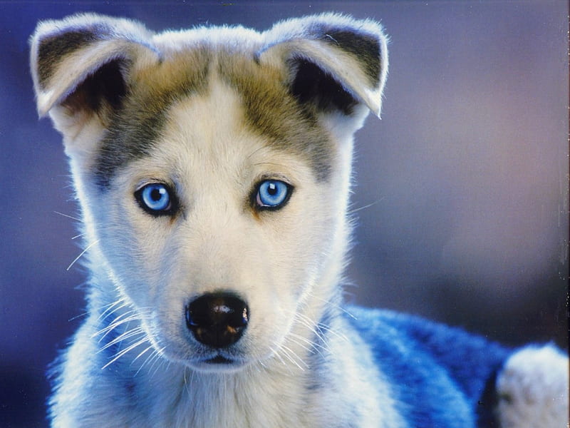 BLUE EYED HUSKEY PUPPY, cute, blueeyes, looks, adorable, face, serious, HD wallpaper