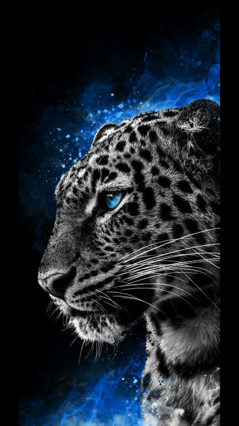 Cool cheetah, jaguar, leopard, screen, HD phone wallpaper