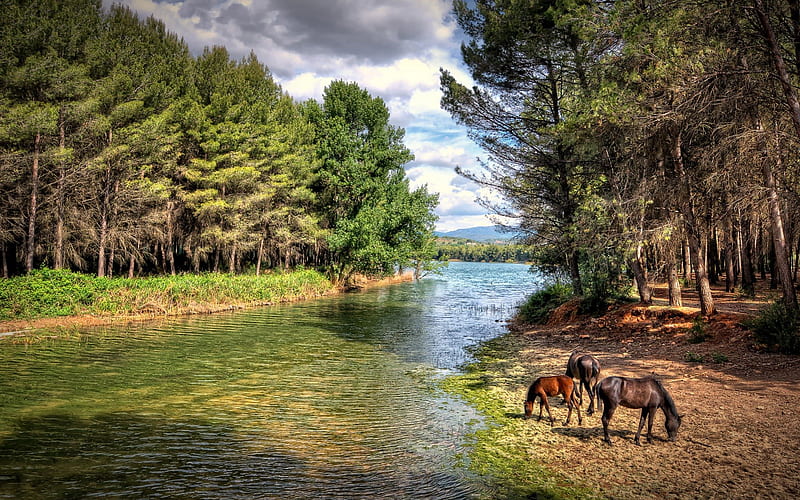 a horse family grazing along a river r, forest, grass, river, r, horses, HD wallpaper
