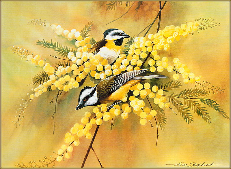 Crested shrikes., bird, flower, yellow, nature, wattle, shrike, HD wallpaper