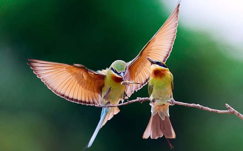 birds couple branch-Animal, HD wallpaper