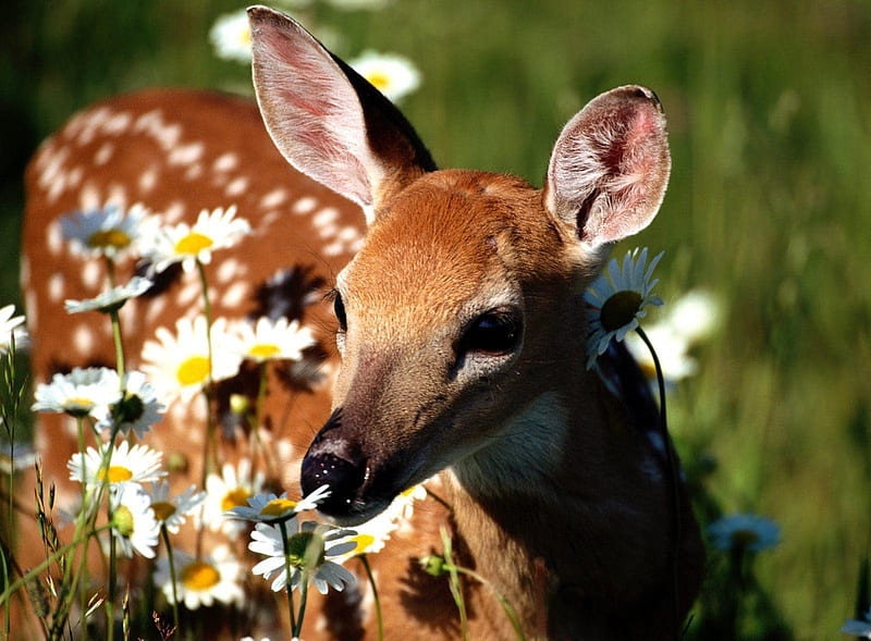 Deer Sniffing Flower, fawn, doe, flower, feild, eyes, baby, animal, deer, HD wallpaper