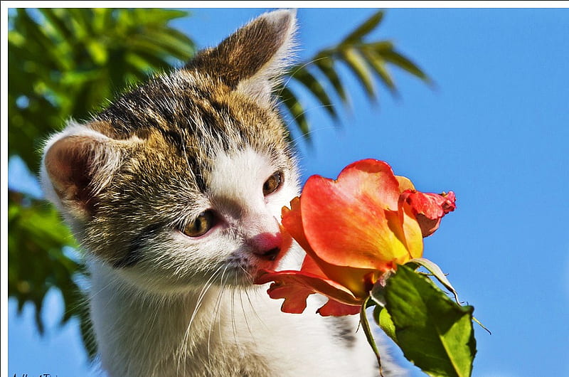 It smells just purrrrfect, red, brown, flower, black, sniffing, white, cat, HD wallpaper
